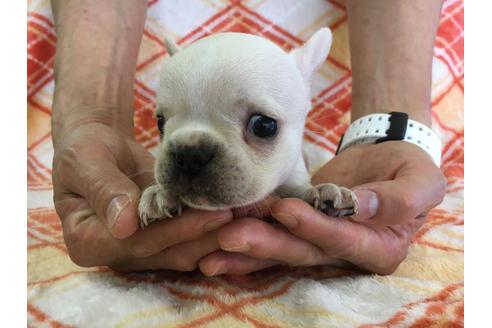 成約済の愛知県のフレンチブルドッグ-31854の2枚目